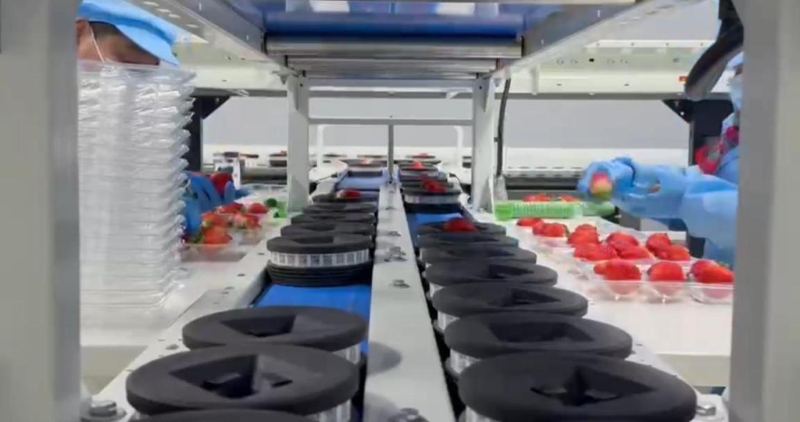 掌沃数农鲜果分拣中心